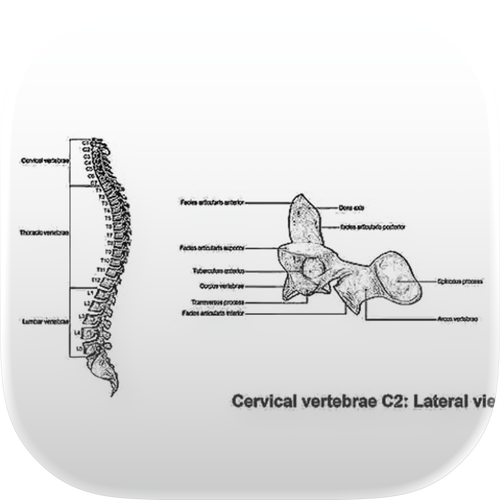 Vertebrix